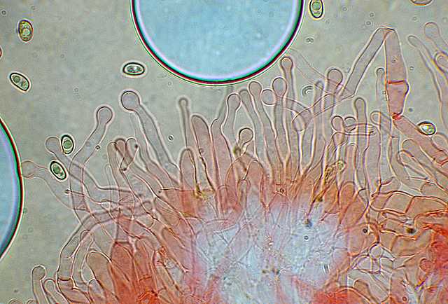 Galerina stylifera   (G.F. Atk.) A.H. Sm. & Singer